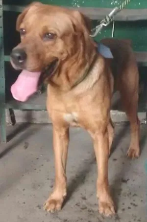Cachorro raça SRD idade 2 anos nome PIXULECO 