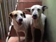 Laika e Megui