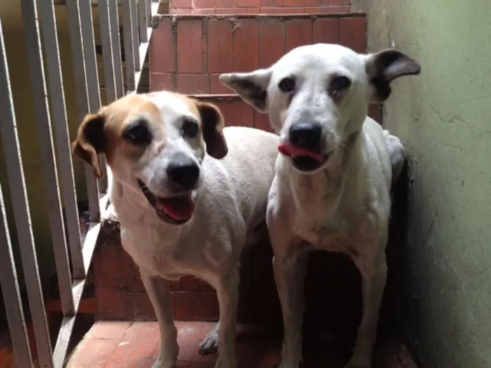 Cachorro ra a mestiça idade 6 ou mais anos nome Laika e Megui