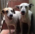 Laika e Megui