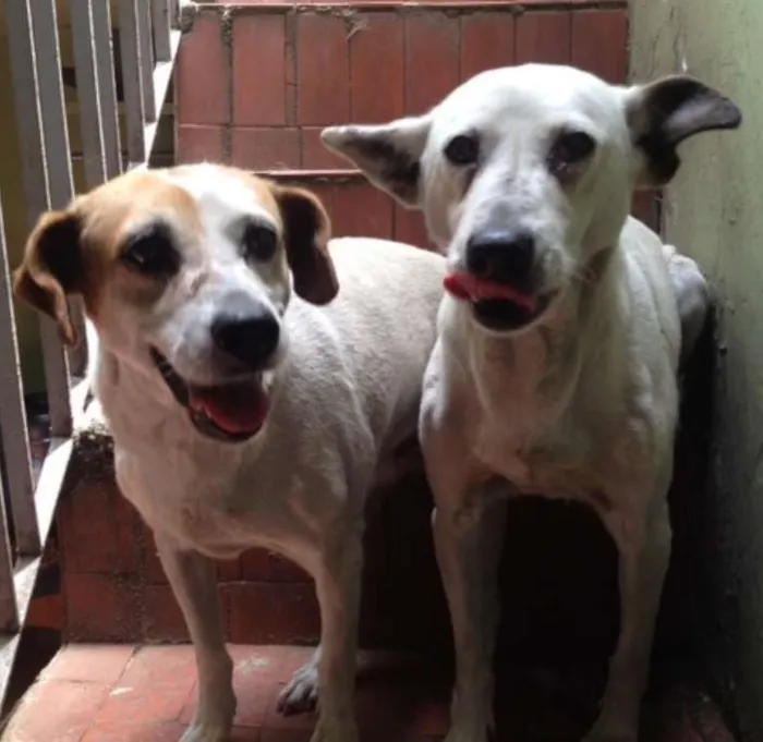 Cachorro ra a mestiça idade 6 ou mais anos nome Laika e Megui