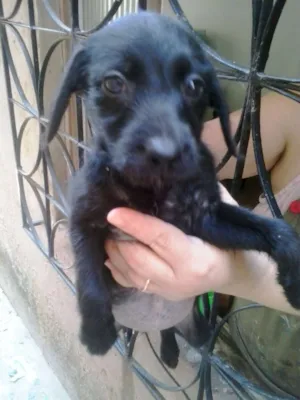 Cachorro raça Basset viralata idade 2 a 6 meses nome pretin,julia,napoleao