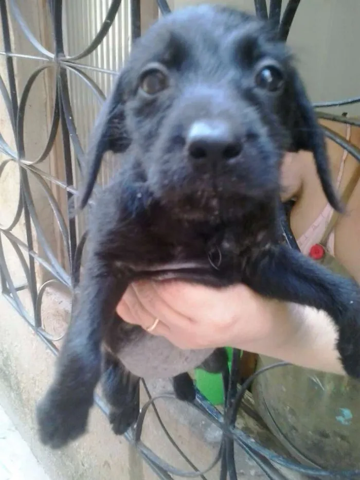 Cachorro raça Basset viralata idade 2 a 6 meses nome pretin,julia,napoleao