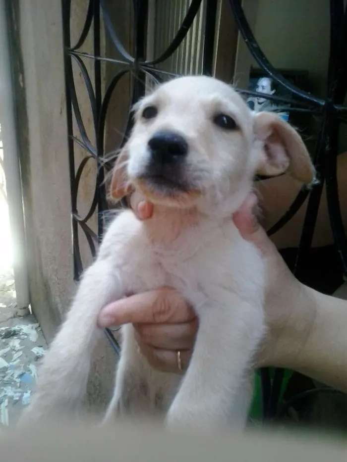 Cachorro raça Basset viralata idade 2 a 6 meses nome pretin,julia,napoleao