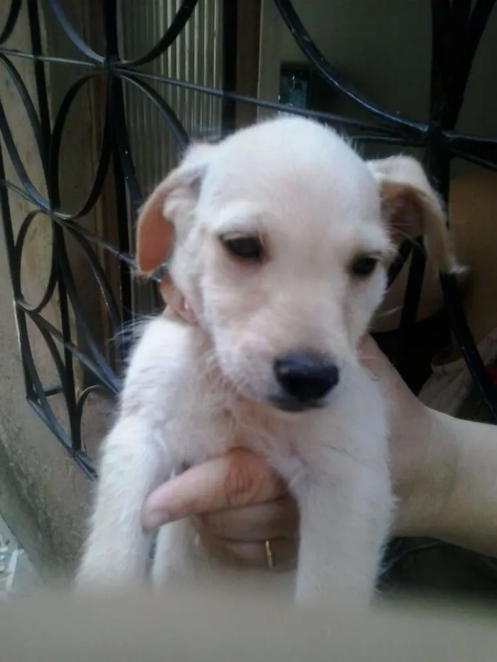 Cachorro raça Basset viralata idade 2 a 6 meses nome pretin,julia,napoleao