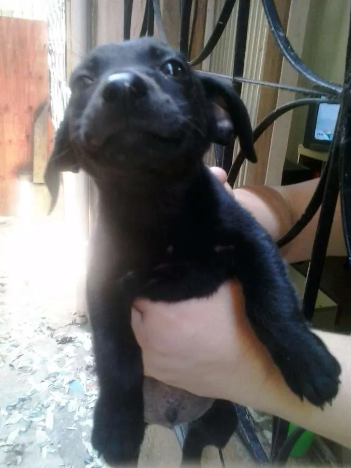Cachorro raça Basset viralata idade 2 a 6 meses nome pretin,julia,napoleao