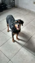 Suzi