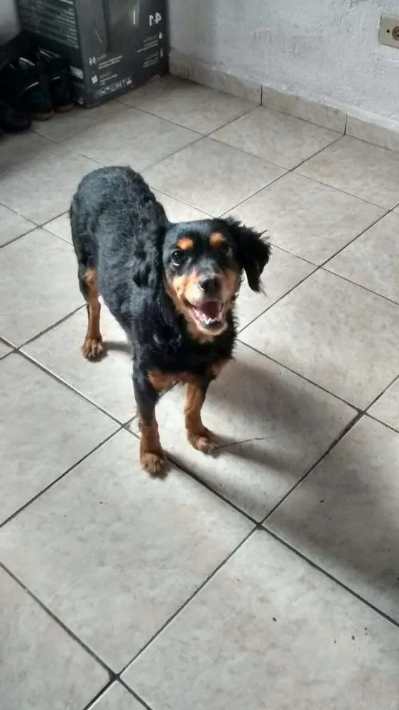 Cachorro ra a SRD idade 2 anos nome Suzi
