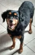 Suzi