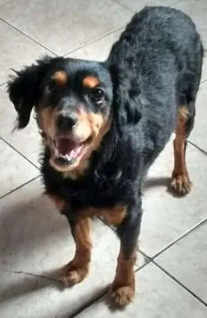 Cachorro ra a SRD idade 2 anos nome Suzi