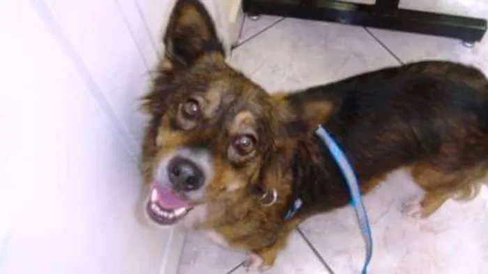 Cachorro ra a SRD idade 6 ou mais anos nome Sara