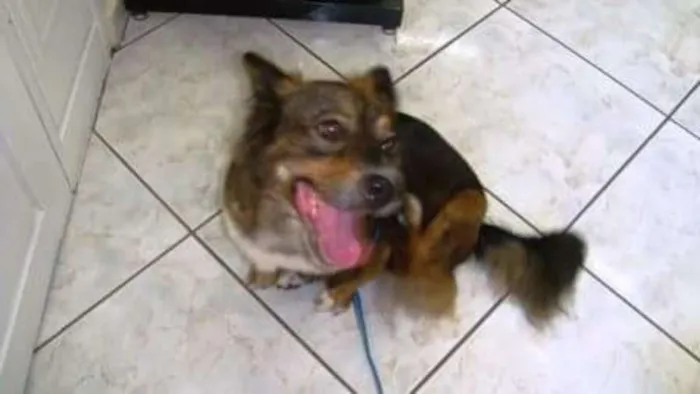 Cachorro ra a SRD idade 6 ou mais anos nome Sara