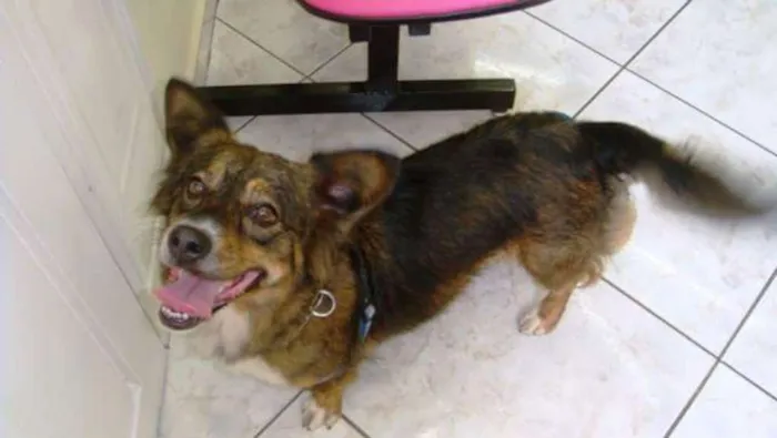 Cachorro ra a SRD idade 6 ou mais anos nome Sara