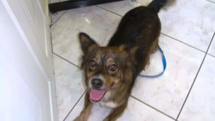 Cachorro ra a SRD idade 6 ou mais anos nome Sara