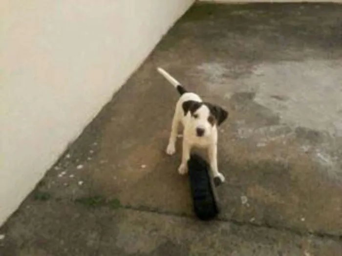 Cachorro ra a  idade 2 a 6 meses nome lLurdinha