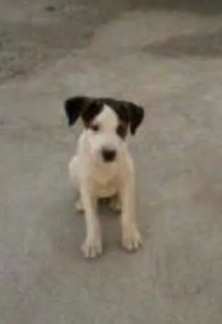 Cachorro ra a  idade 2 a 6 meses nome lLurdinha