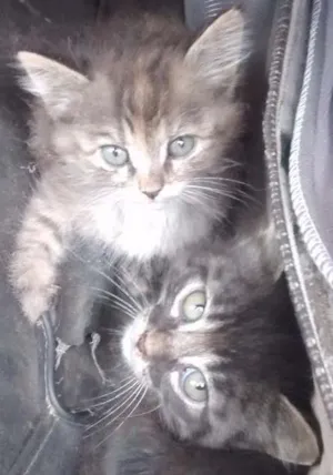 Gato raça SRD idade  nome Lindas
