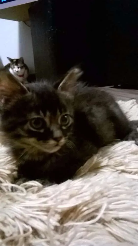 Gato raça SRD idade  nome Lindas