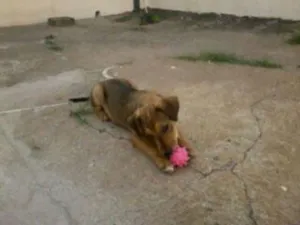 Cachorro raça  idade  nome vania