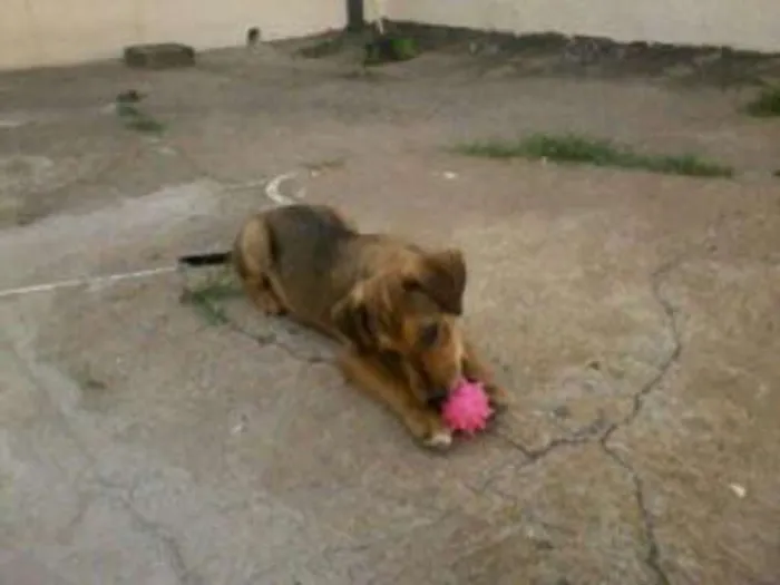 Cachorro ra a  idade  nome vania