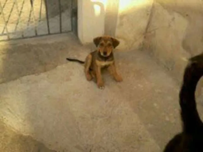 Cachorro ra a  idade  nome vania