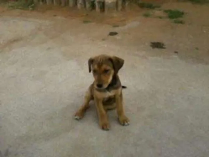 Cachorro ra a  idade  nome vania