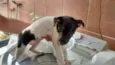 Fumaça