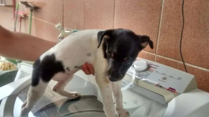 Cachorro ra a  idade 2 a 6 meses nome Fumaça