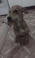 Acâina (urgente)
