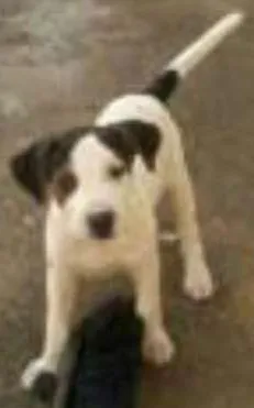 Cachorro raça  idade 2 a 6 meses nome lLurdinha
