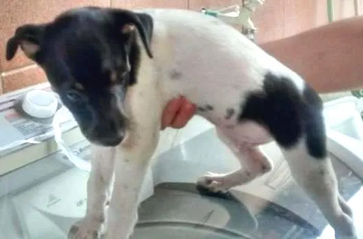 Cachorro ra a  idade 2 a 6 meses nome Fumaça