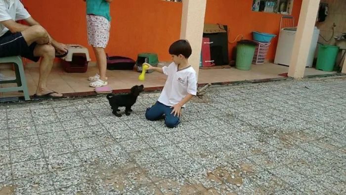 Cachorro ra a SRD idade Abaixo de 2 meses nome Nina