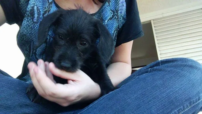 Cachorro ra a SRD idade Abaixo de 2 meses nome Nina