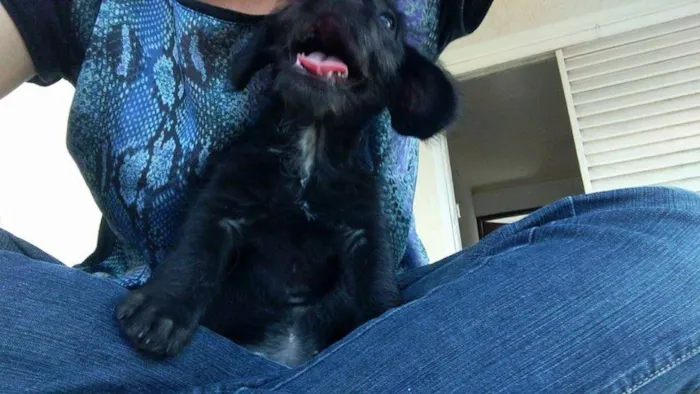 Cachorro ra a SRD idade Abaixo de 2 meses nome Nina