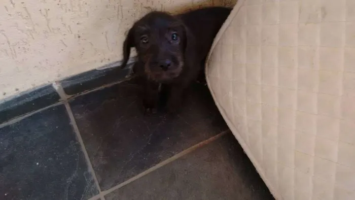 Cachorro ra a SRD idade Abaixo de 2 meses nome Nina