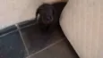 Nina