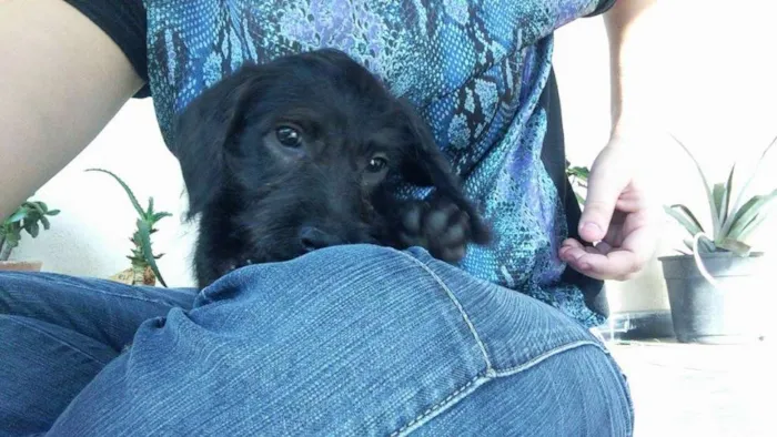 Cachorro ra a SRD idade Abaixo de 2 meses nome Nina
