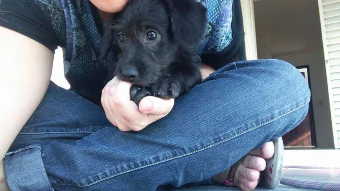 Cachorro ra a SRD idade Abaixo de 2 meses nome Nina