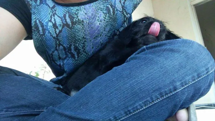 Cachorro ra a SRD idade Abaixo de 2 meses nome Nina