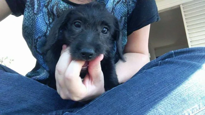 Cachorro ra a SRD idade Abaixo de 2 meses nome Nina