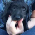 Nina