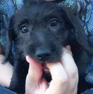 Cachorro raça SRD idade Abaixo de 2 meses nome Nina