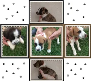 Cachorro raça SRD idade Abaixo de 2 meses nome Filhotinhos