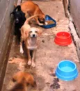 cachorros