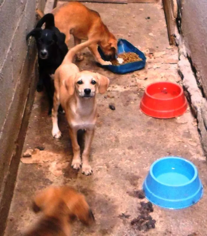 Cachorro raça vira lata idade 2 a 6 meses nome cachorros