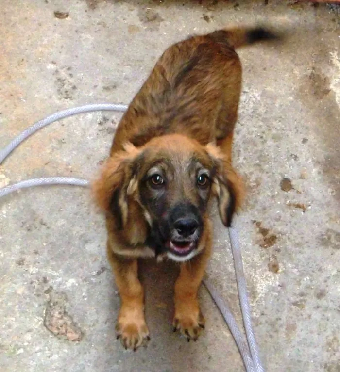 Cachorro raça vira lata idade 2 a 6 meses nome cachorros