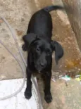 cachorros