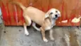 cachorros
