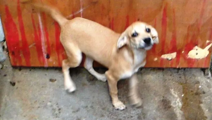 Cachorro raça vira lata idade 2 a 6 meses nome cachorros