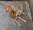 cachorros